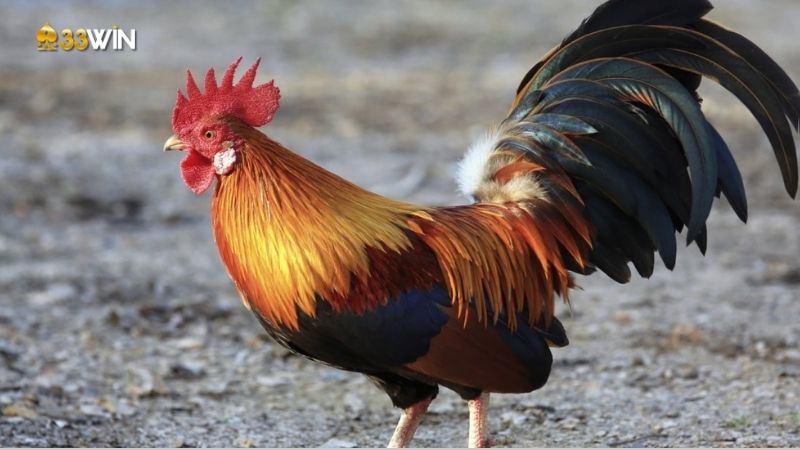 Bí quyết nuôi gà tre - Bật mí thú vị từ cao thủ đá gà 2 bi-quyet-nuoi-ga-tre-1