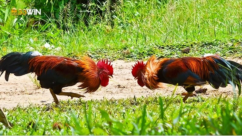 Bí quyết nuôi gà tre - Bật mí thú vị từ cao thủ đá gà 3 bi-quyet-nuoi-ga-tre-2