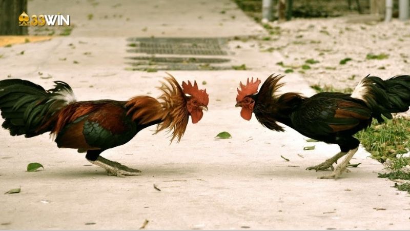 Bí quyết nuôi gà tre - Bật mí thú vị từ cao thủ đá gà 4 bi-quyet-nuoi-ga-tre-3