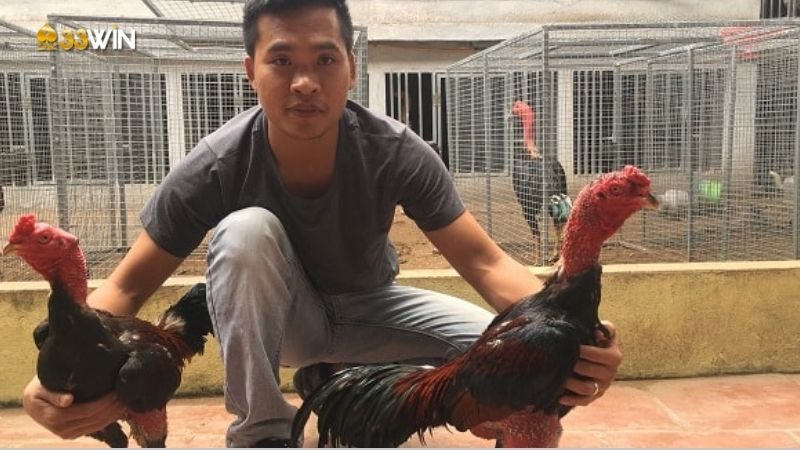 Chăm sóc gà chọi đá - Kỹ năng quan trọng để gà vô địch mọi trận đấu 2 cham-soc-ga-choi-da-1