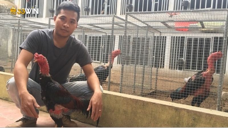 Chăm sóc gà chọi đá - Kỹ năng quan trọng để gà vô địch mọi trận đấu 3 cham-soc-ga-choi-da-2