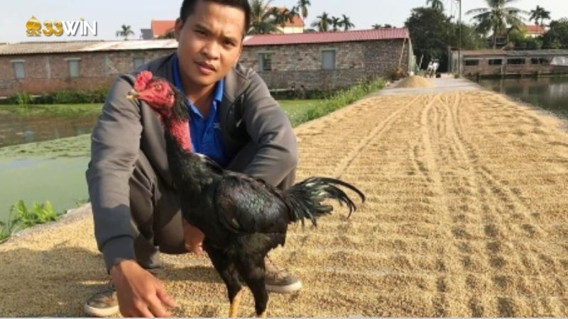 Chăm sóc gà chọi đá - Kỹ năng quan trọng để gà vô địch mọi trận đấu 4 cham-soc-ga-choi-da-3