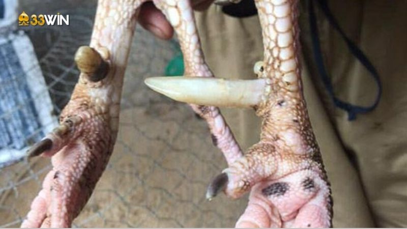Cựa gà là gì? Khám phá Vai trò của cựa gà trong chọi gà 2 cua-ga-la-gi-1