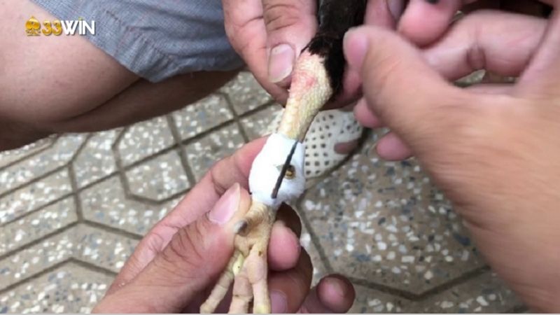Cựa gà là gì? Khám phá Vai trò của cựa gà trong chọi gà 3 cua-ga-la-gi-2
