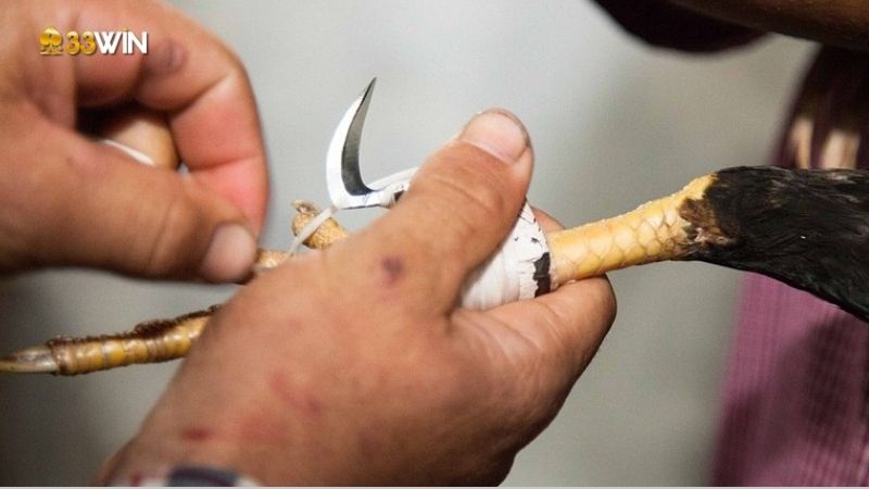 Cựa gà là gì? Khám phá Vai trò của cựa gà trong chọi gà 4 cua-ga-la-gi-3