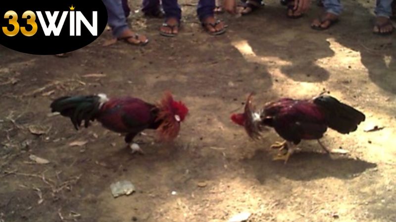 Đá Gà 33WIN - Cá Cược Đá Gà Đỉnh Cao Trong Thế Giới Số 3 huong-dan-quy-trinh-de-tham-gia-vao-san-choi-da-ga-33win