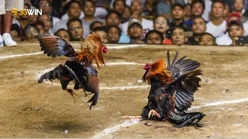 Đá Gà Cựa Dao: Khám Phá Thú Chơi Truyền Thống Được Yêu Thích 4 da-ga-cua-dao-3