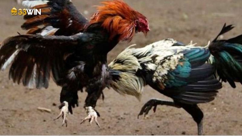 Đá gà đòn trực tuyến - Hình thức giải trí phổ biến tại Việt Nam 3 da-ga-don-truc-tuyen-2