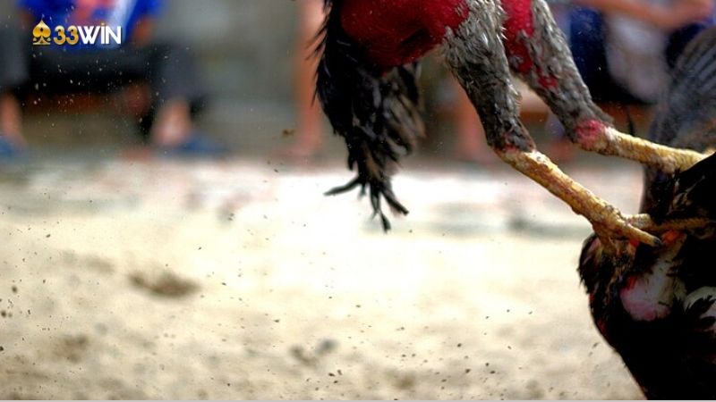 Đá gà thomo là gì? Phần quan trọng của văn hóa Việt Nam 2 da-ga-thomo-la-gi-1