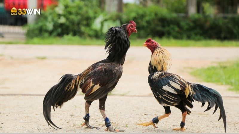 Đá gà thomo là gì? Phần quan trọng của văn hóa Việt Nam 4 da-ga-thomo-la-gi-3