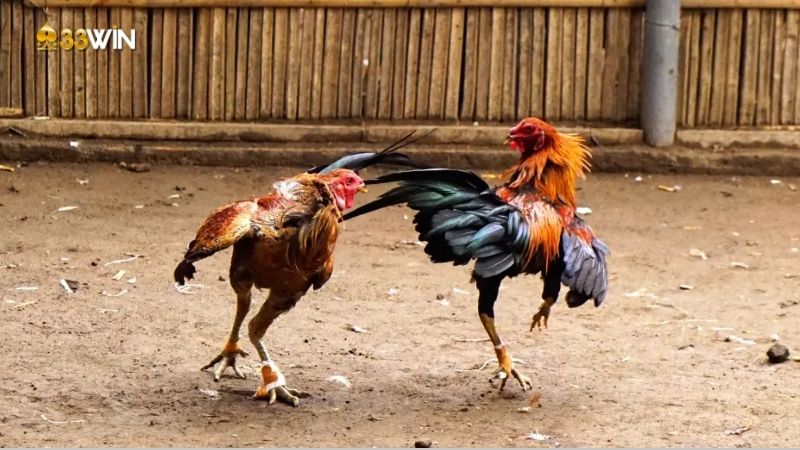 Gà chiến Campuchia - Giống gà nổi bật trong làng đá gà 2 ga-chien-campuchia-1