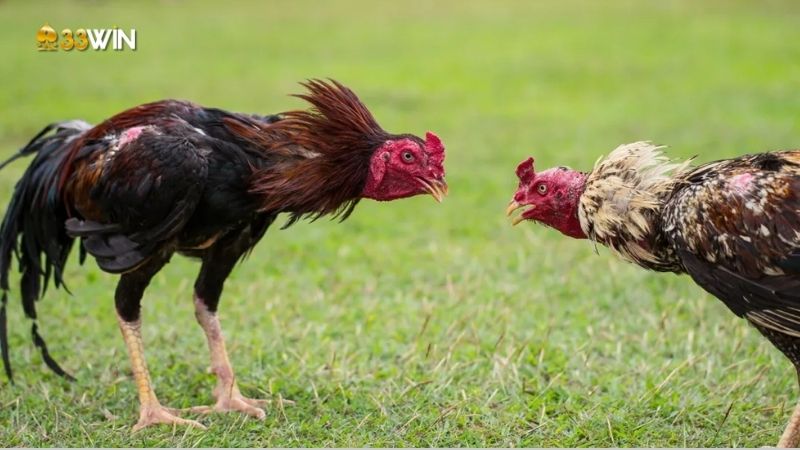 Gà chiến Campuchia - Giống gà nổi bật trong làng đá gà 3 ga-chien-campuchia-2