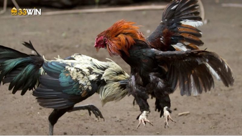Gà chọi Việt Nam - Những chiến binh dũng mãnh trong thế giới đá gà 2 ga-choi-viet-nam-1