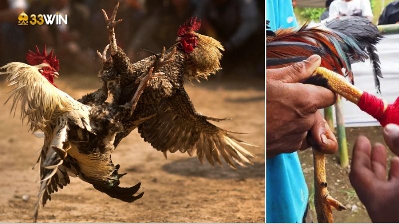 Gà chọi Việt Nam - Những chiến binh dũng mãnh trong thế giới đá gà 3 ga-choi-viet-nam-2