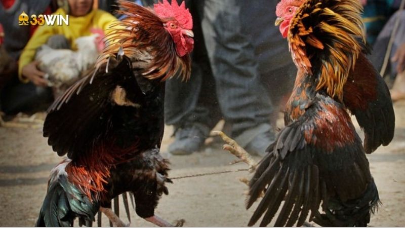 Gà chọi Việt Nam - Những chiến binh dũng mãnh trong thế giới đá gà 4 ga-choi-viet-nam-3