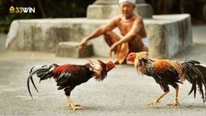 ga-choi-viet-nam