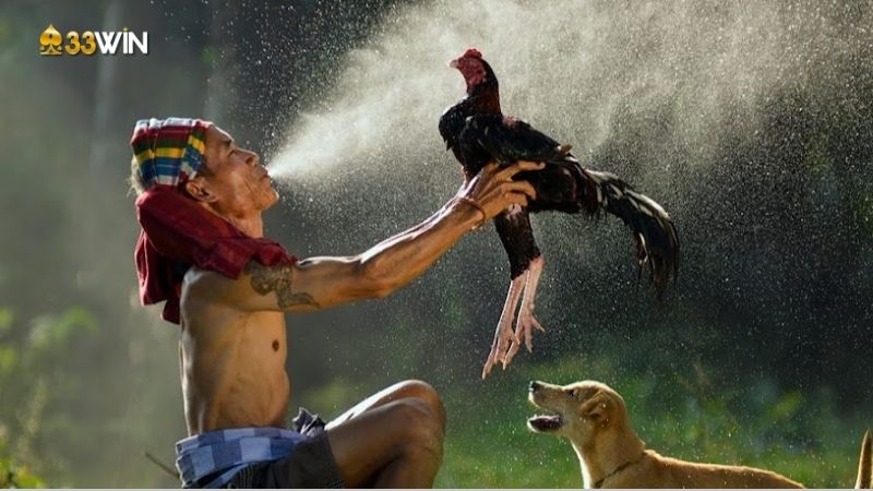 Gà Lai Chọi - Lựa chọn hoàn hảo cho người đam mê đá gà 2 ga-lai-choi-1