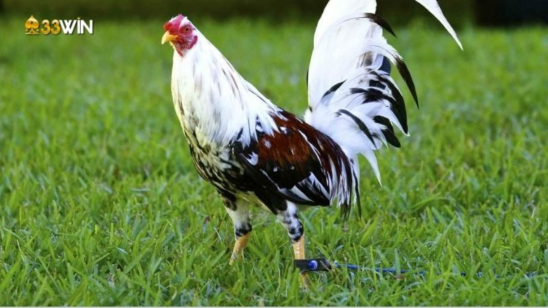 Gà Lai Chọi - Lựa chọn hoàn hảo cho người đam mê đá gà 3 ga-lai-choi-2
