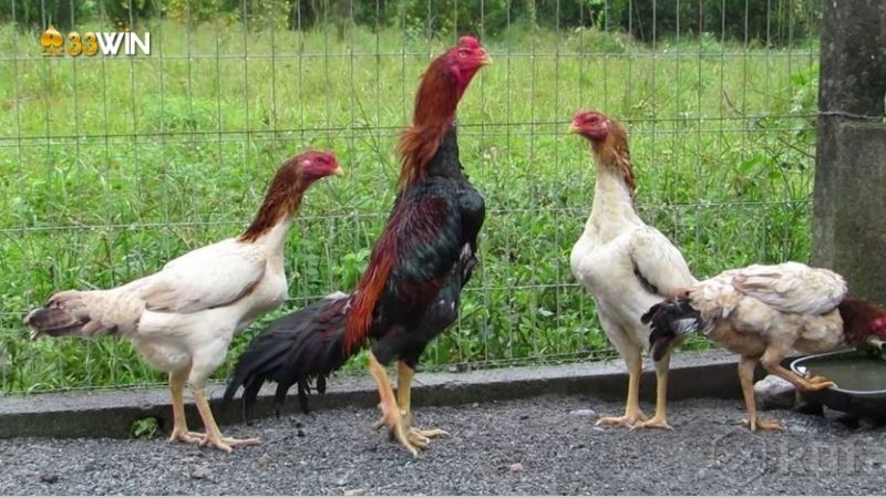 Kinh Nghiệm Xem Vảy Gà - Kỹ năng quan trọng của người chơi đá gà 2 kinh-nghiem-xem-vay-ga-1