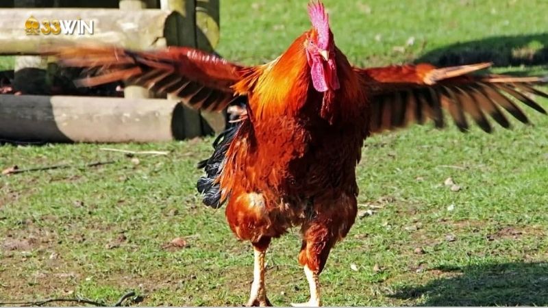 Kinh Nghiệm Xem Vảy Gà - Kỹ năng quan trọng của người chơi đá gà 3 kinh-nghiem-xem-vay-ga-2