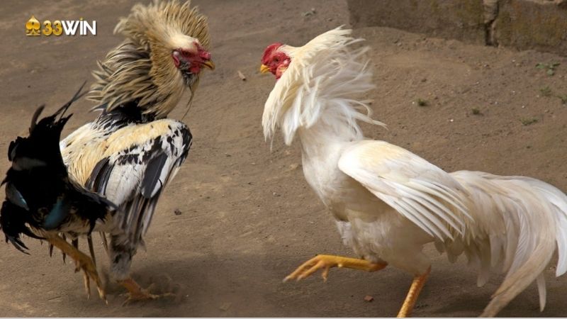 Màu mạng đá gà: Tìm hiểu và ứng dụng để thi đấu hiệu quả 2 mau-mang-da-ga-1