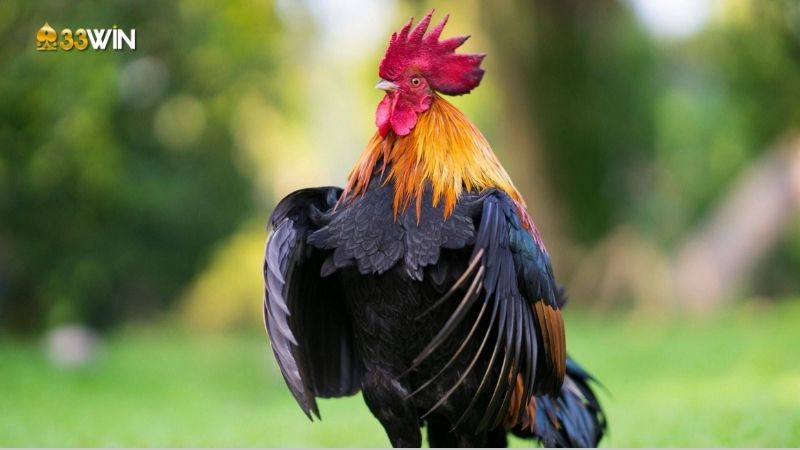 Màu mạng đá gà: Tìm hiểu và ứng dụng để thi đấu hiệu quả 3 mau-mang-da-ga-2