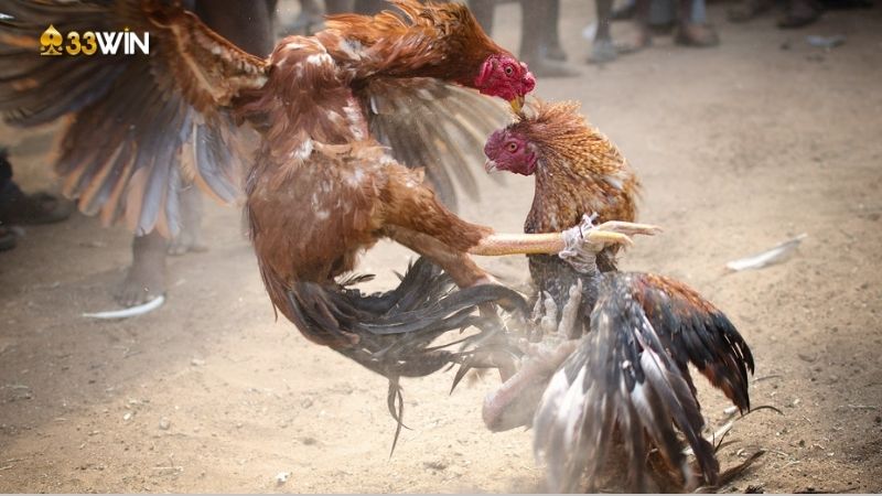 Màu mạng đá gà: Tìm hiểu và ứng dụng để thi đấu hiệu quả 4 mau-mang-da-ga-3