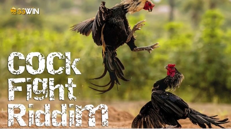 Nuôi Gà Lì Đòn: Tất Tần Tật Những Điều Cần Biết 2 nuoi-ga-li-don-1